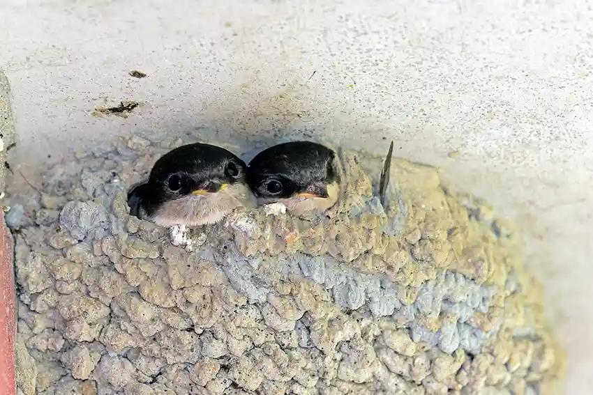 oisillons hirondelle